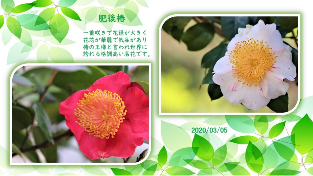 肥後椿