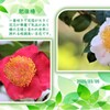 肥後椿