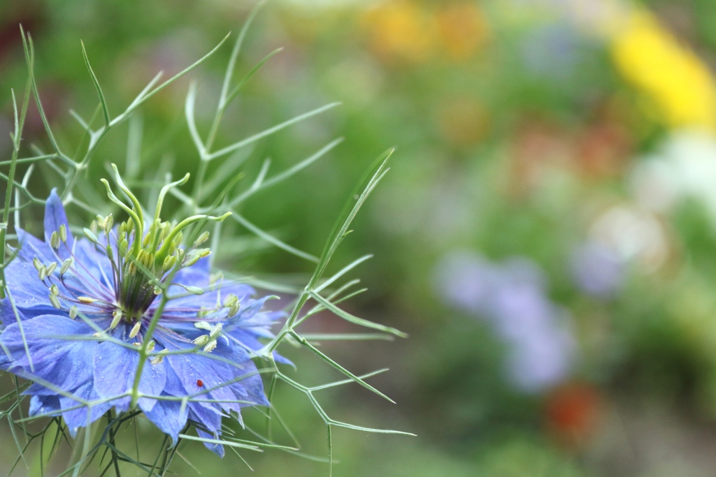 繊細な青い花