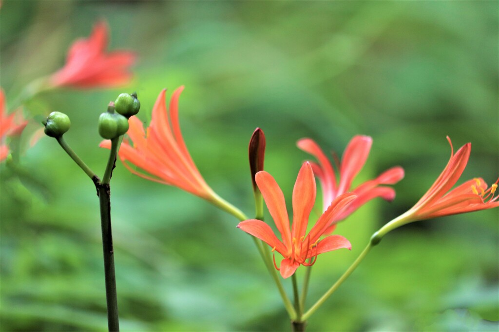 キツネノカミソリ・狐の剃刀