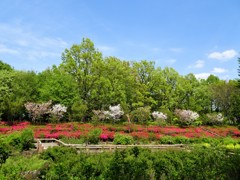 ギョイコウやウコン咲く公園