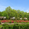 ギョイコウやウコン咲く公園