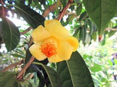 金花茶・キンカチャ
