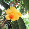 金花茶・キンカチャ