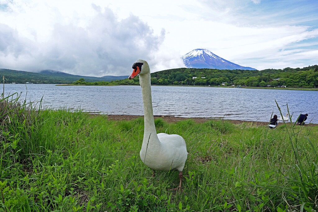 白鳥さんに叱られた！