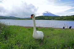 白鳥さんに叱られた！