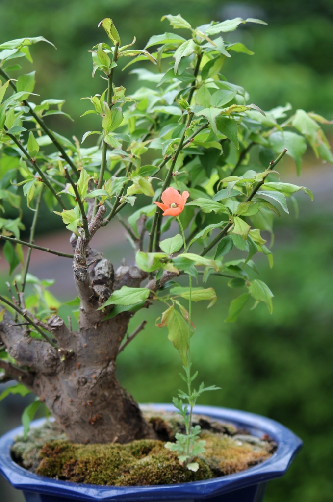 何の草？解決しました