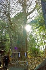 御神木の大銀杏
