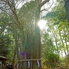 御神木の大銀杏