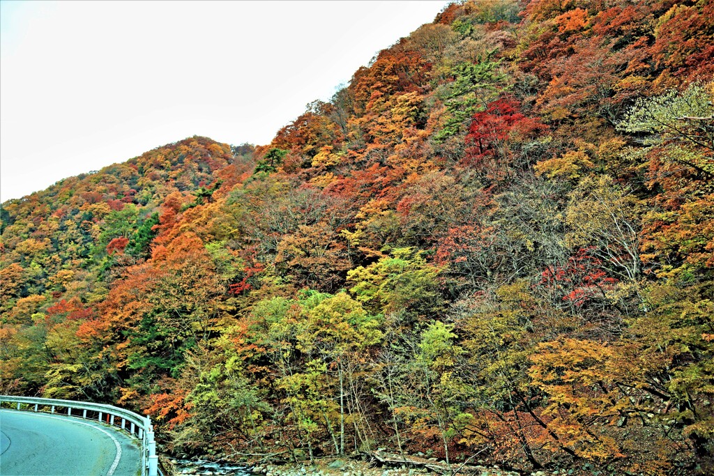 山粧う