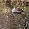 水面の揺らめき