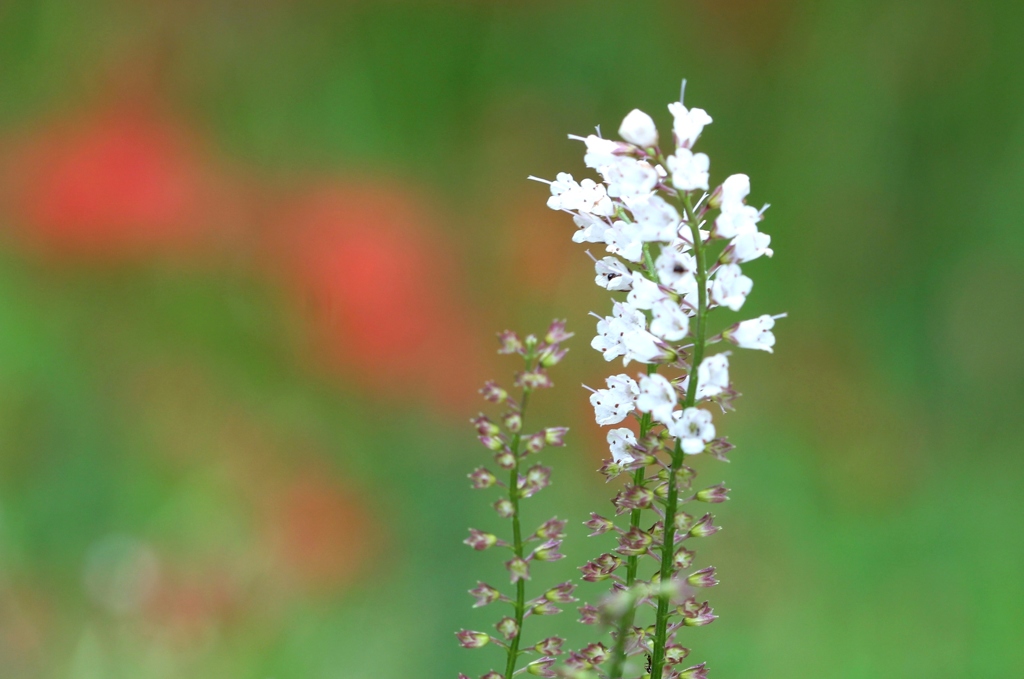 植物のシモバシラ