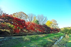 武蔵野の秋