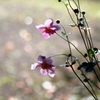 秋明菊