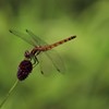 高原の秋