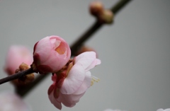 梅＊思いのままに（２）