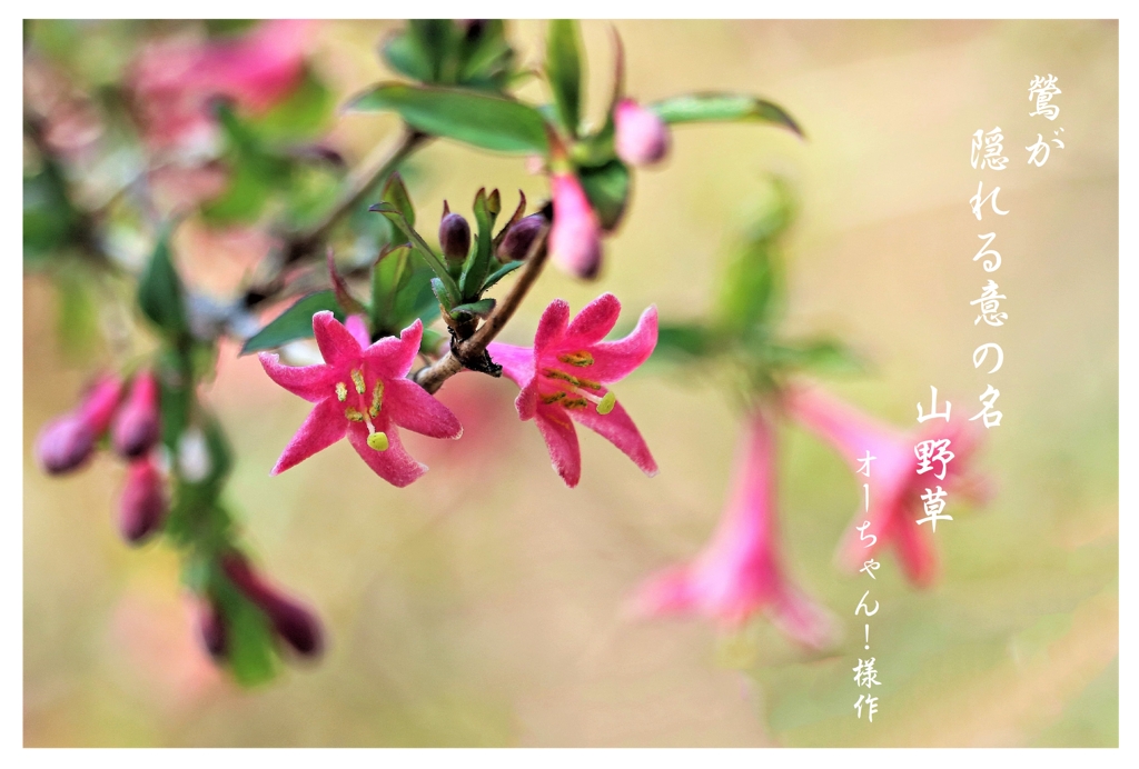 鶯神楽（ウグイスカグラ）の花２
