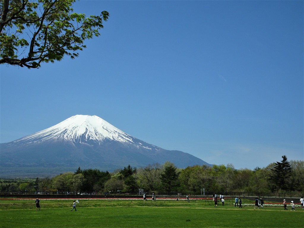 昼の富士山