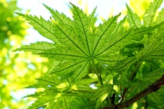鴫立沢・シギタツサワ
