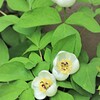 山芍薬が咲きました