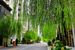 銀座の柳