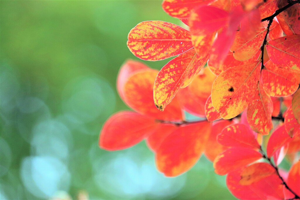 紅葉・百日紅
