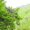 山に咲く藤