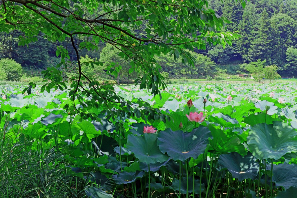木蔭が嬉しい蓮の花