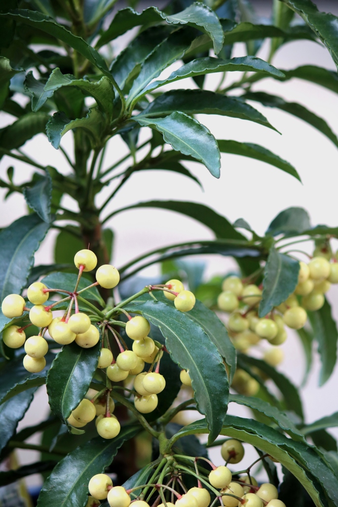 ふしぎ？赤から白へ！