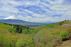新緑と富士山