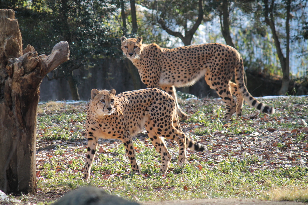 大好きなチーター