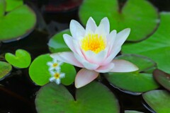 涼しげに咲く