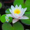 涼しげに咲く