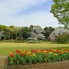わたしのお花見