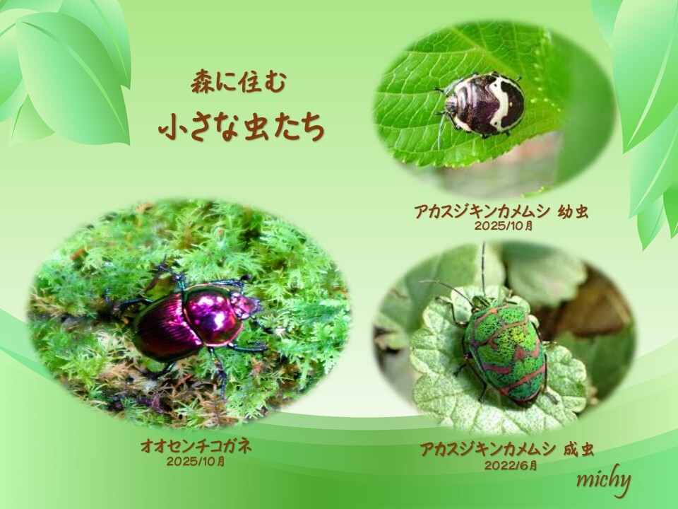 森に住む虫たち