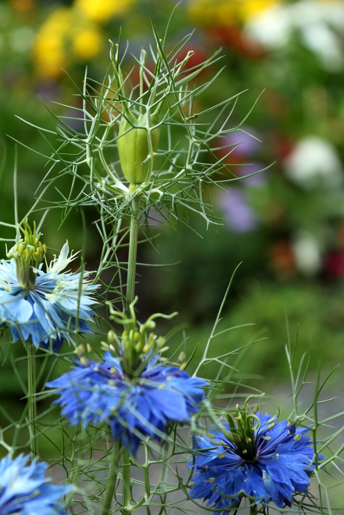 繊細な青い花（２）