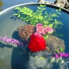 水中花