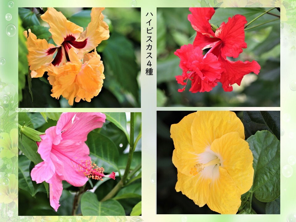 ハイビスカス四種