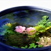水中花