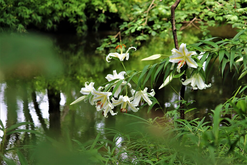 山百合