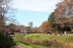 都立武蔵野公園