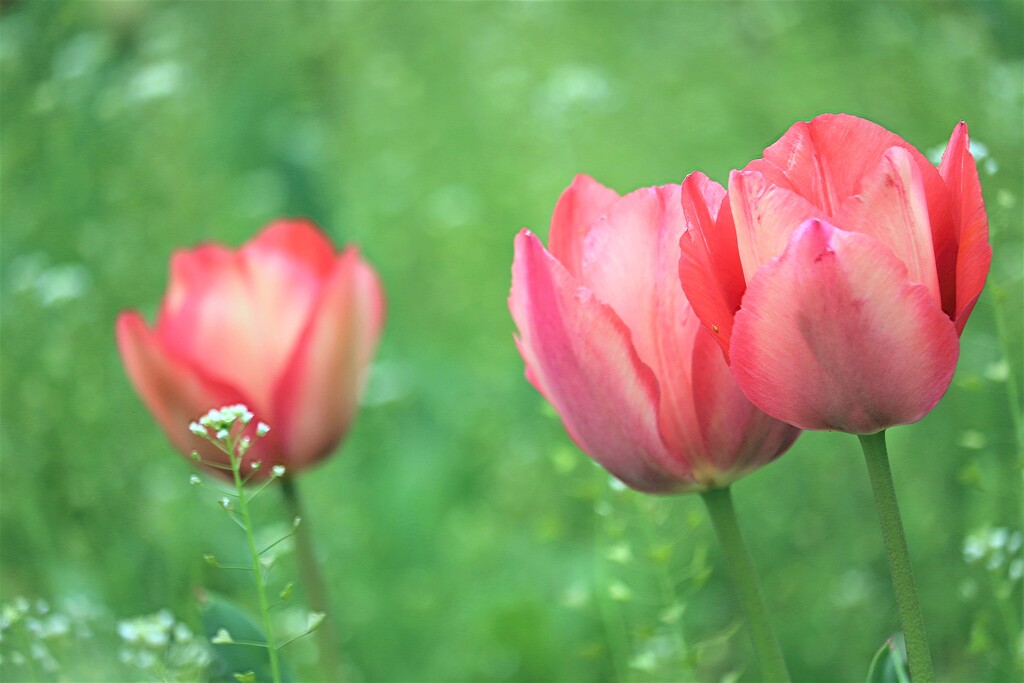 野の花のように