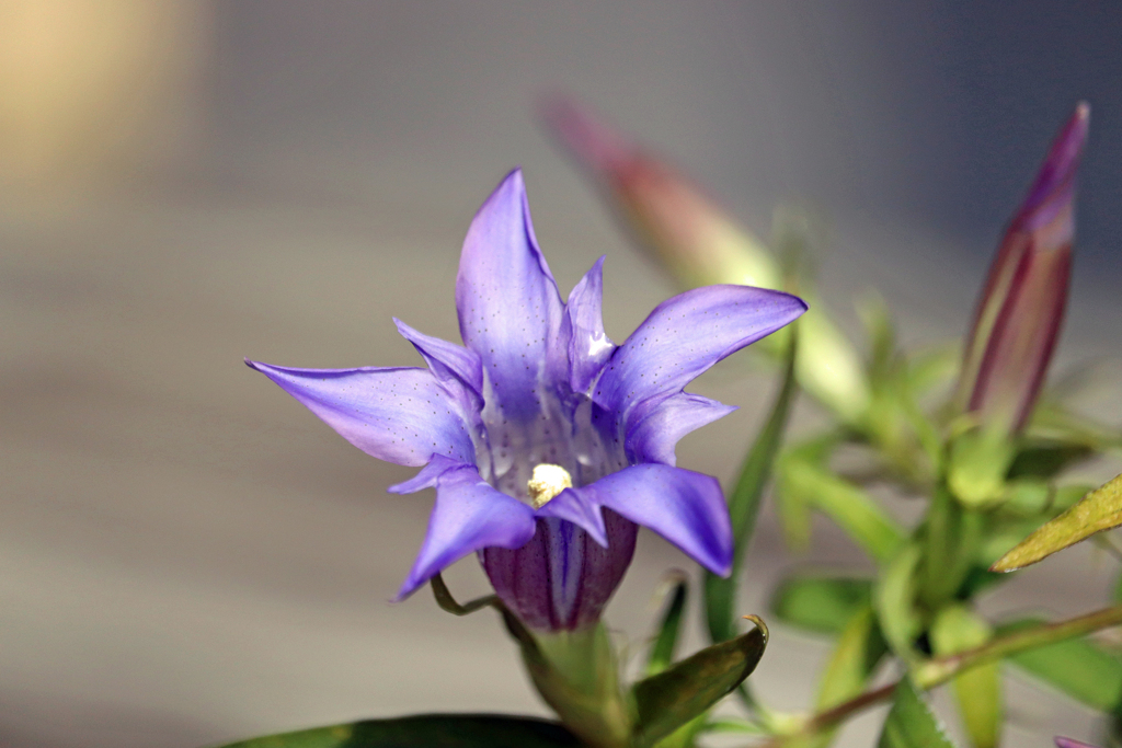 秋の山野草・リンドウ