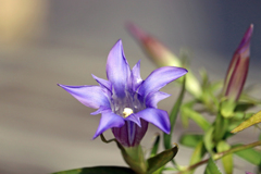 秋の山野草・リンドウ