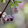 アケビの花