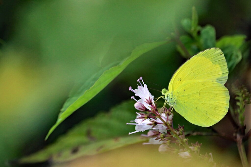 幸せの黄色い蝶々 By Michy Id 写真共有サイト Photohito