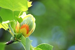 ユリノキの花