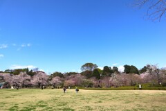 神代植物公園の桜