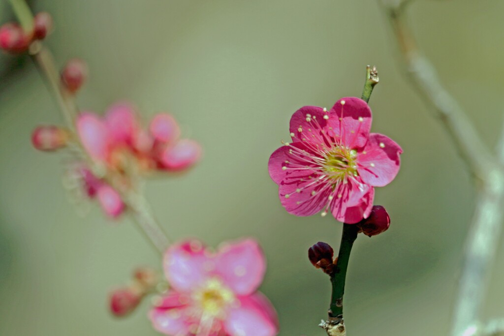 六弁(ろくぶ)の梅