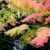 紅葉がやってきた（２）
